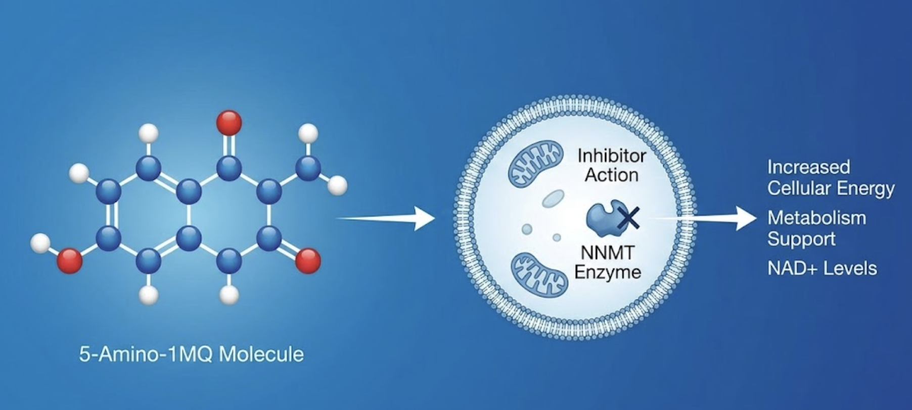 5-Amino-1MQ: The Complete Guide to the NNMT Inhibitor