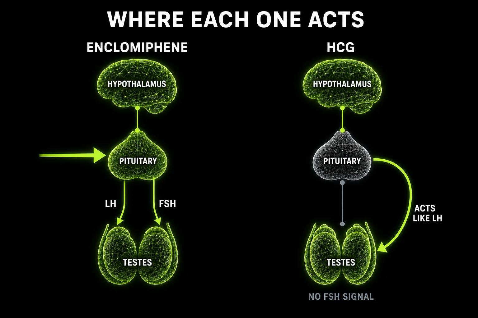 Diagram of the hypothalamic pituitary gonadal axis showing enclomiphene acting at the pituitary to raise LH and FSH, and HCG bypassing the pituitary to act directly on the testes with no FSH signal