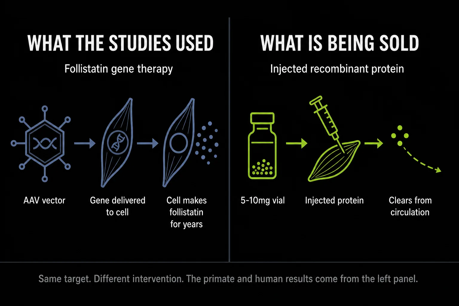 Side-by-side diagram: follistatin gene therapy uses an AAV vector to deliver a gene so the muscle cell produces follistatin for years, while FLGR-242 is an injected recombinant protein from a 5-10mg vial that clears from circulation