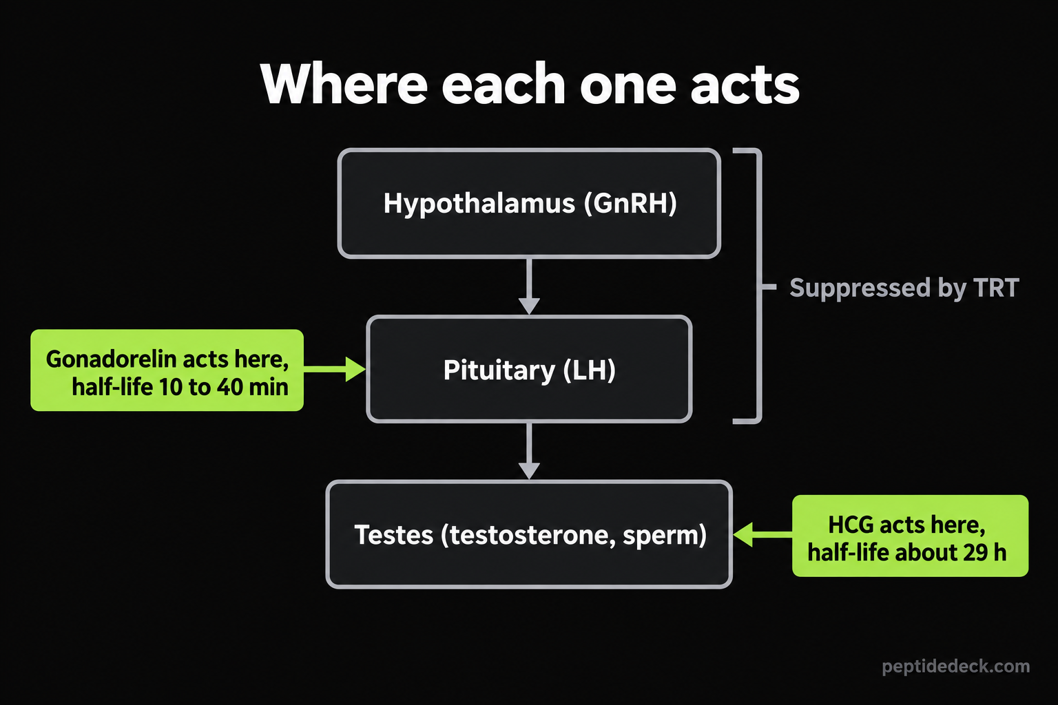 Diagram of the HPG axis showing gonadorelin acting at the pituitary with a 10 to 40 minute half-life and HCG acting at the testes with a 29 hour half-life, with the upper axis suppressed by TRT