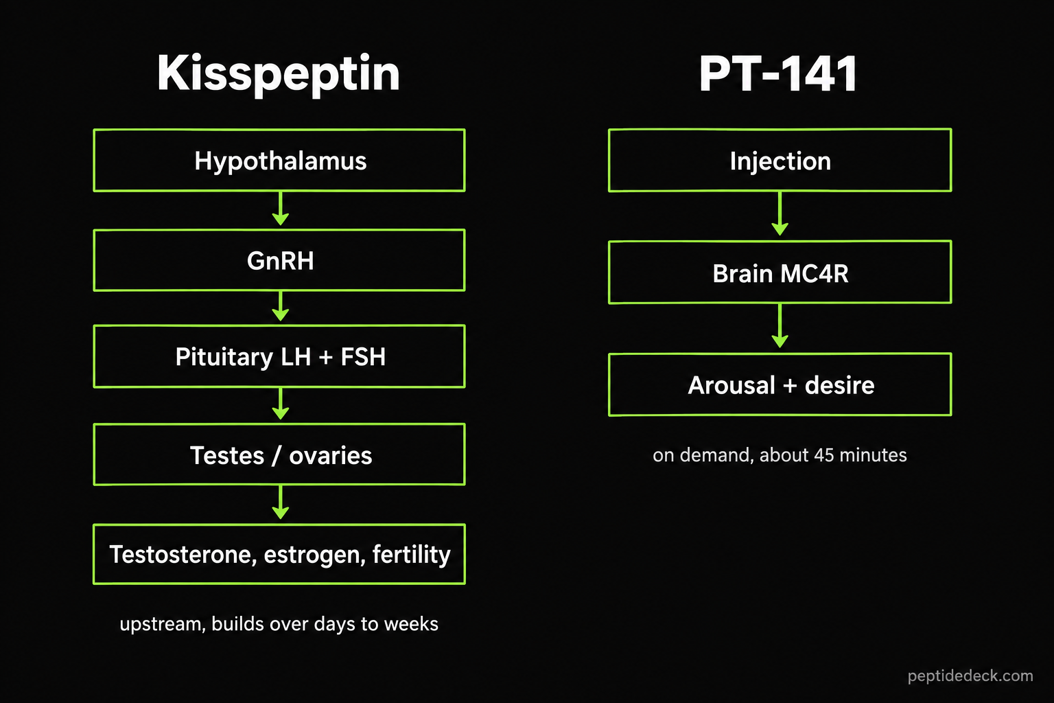 Diagram comparing the kisspeptin pathway through GnRH, LH and FSH to testosterone with the direct PT-141 route through brain MC4R to arousal