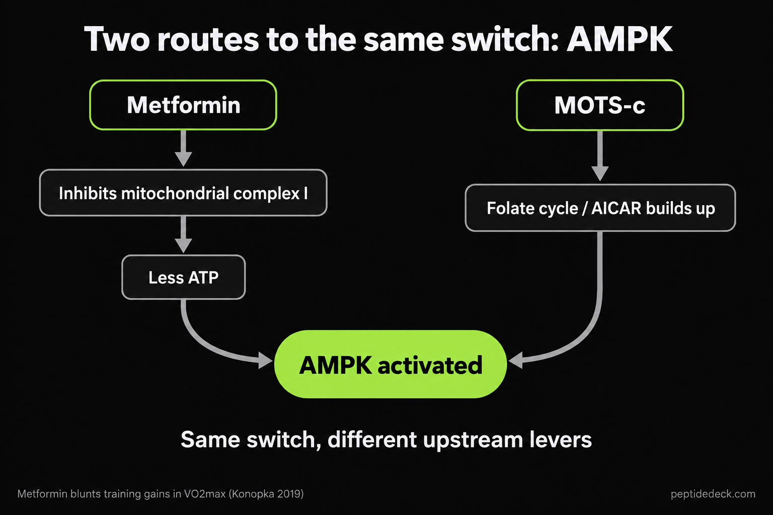 Diagram of two routes to AMPK activation: metformin via inhibition of mitochondrial complex I and less ATP, MOTS-c via the folate cycle and AICAR accumulation