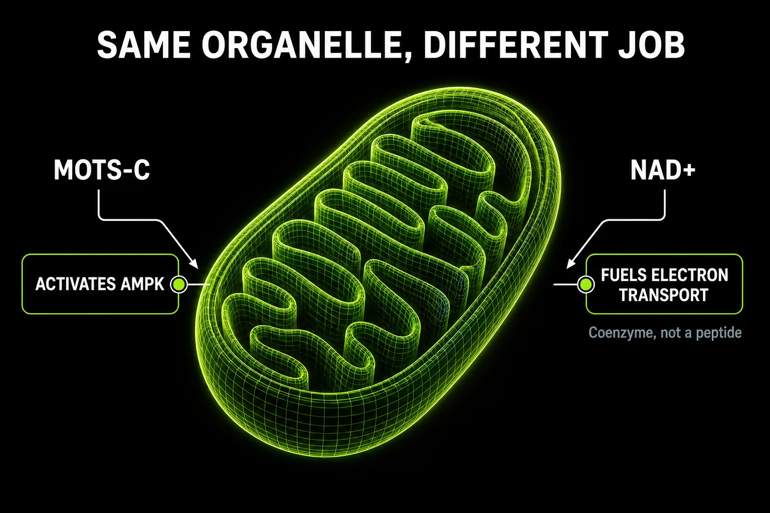Diagram of a mitochondrion showing MOTS-c activating AMPK on one side and NAD+ fuelling electron transport on the other, labelled coenzyme not a peptide