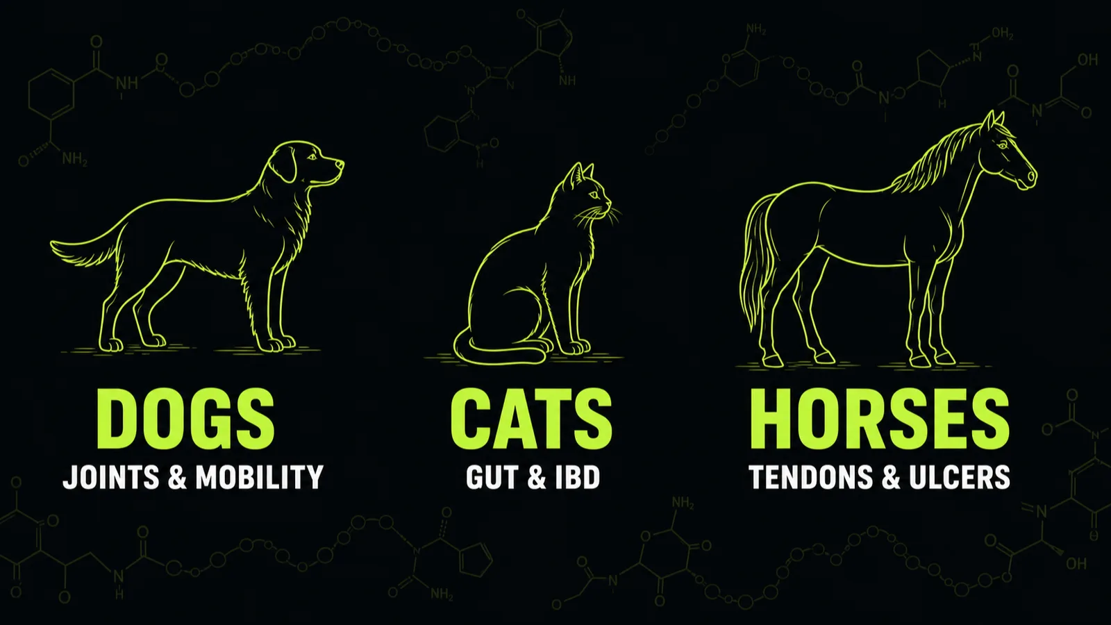 Comparison of peptide use across dogs, cats and horses showing primary conditions treated in each species