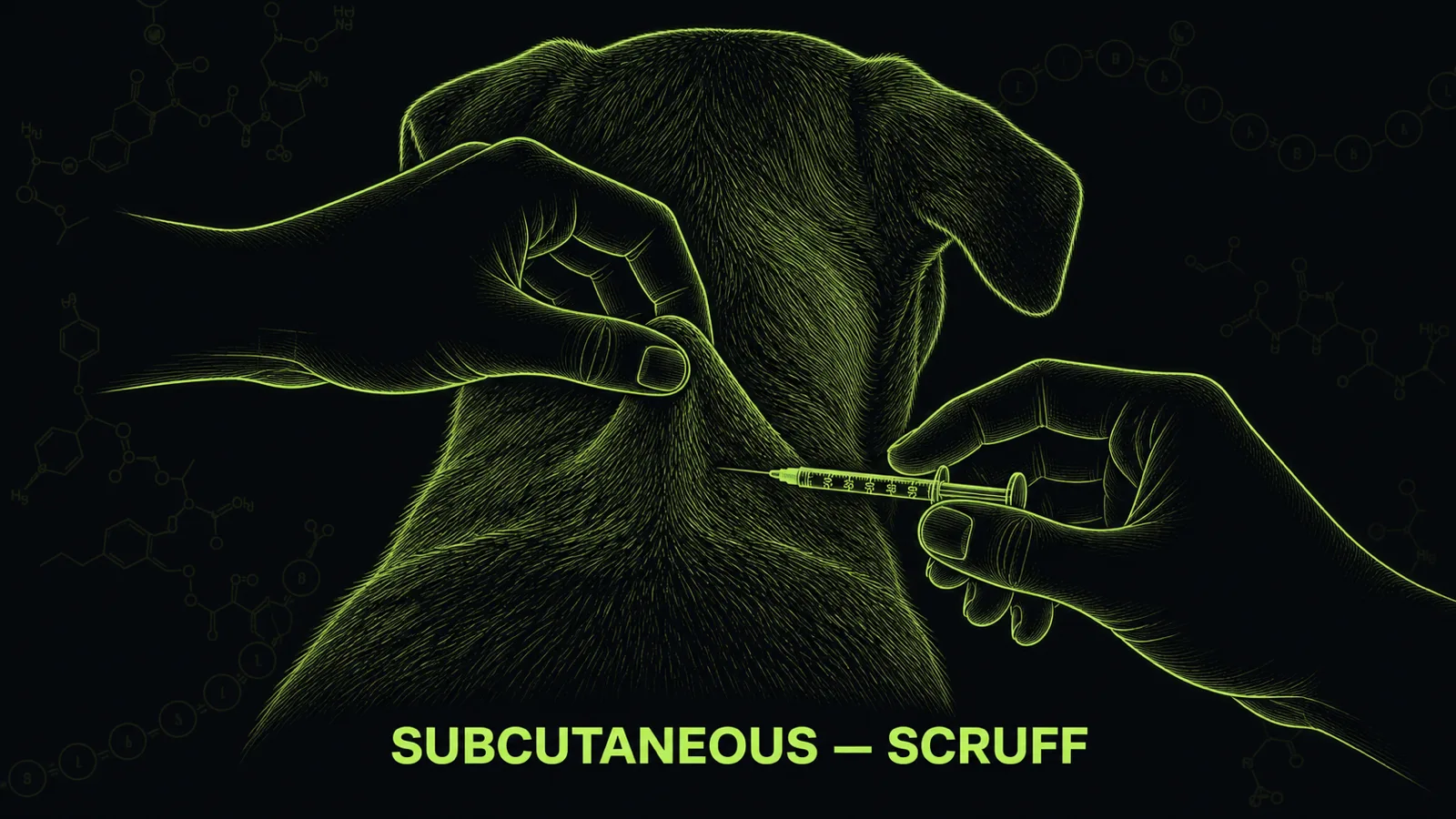 Illustration of subcutaneous peptide injection technique in a dog using the scruff with an insulin syringe