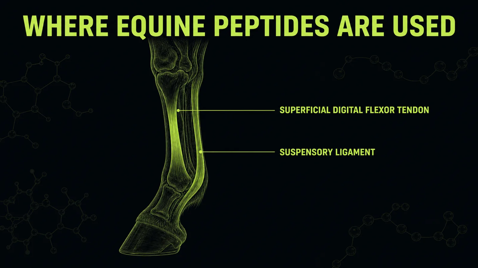Diagram of equine injuries treated with peptides including superficial digital flexor tendon and suspensory ligament damage