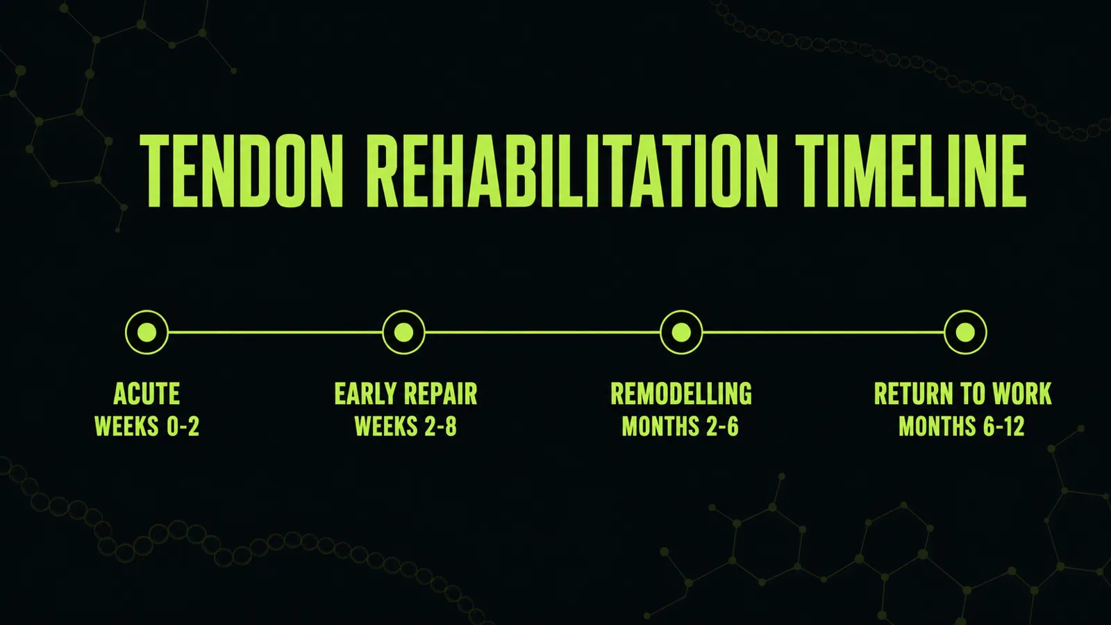 Equine tendon rehabilitation timeline showing controlled exercise progression alongside peptide protocol phases