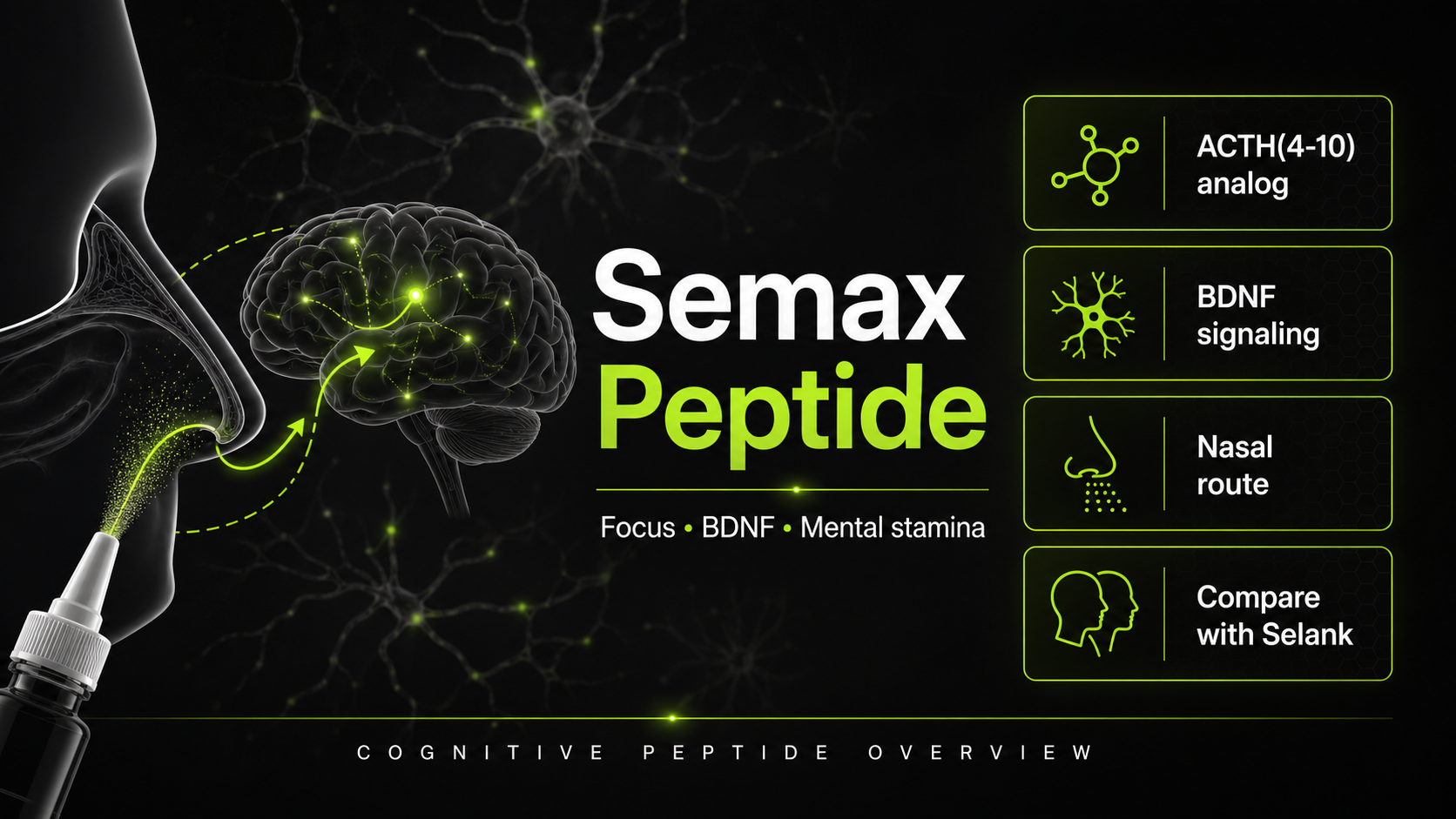 Semax peptide infographic showing ACTH analog, BDNF signaling, nasal route, and comparison with Selank