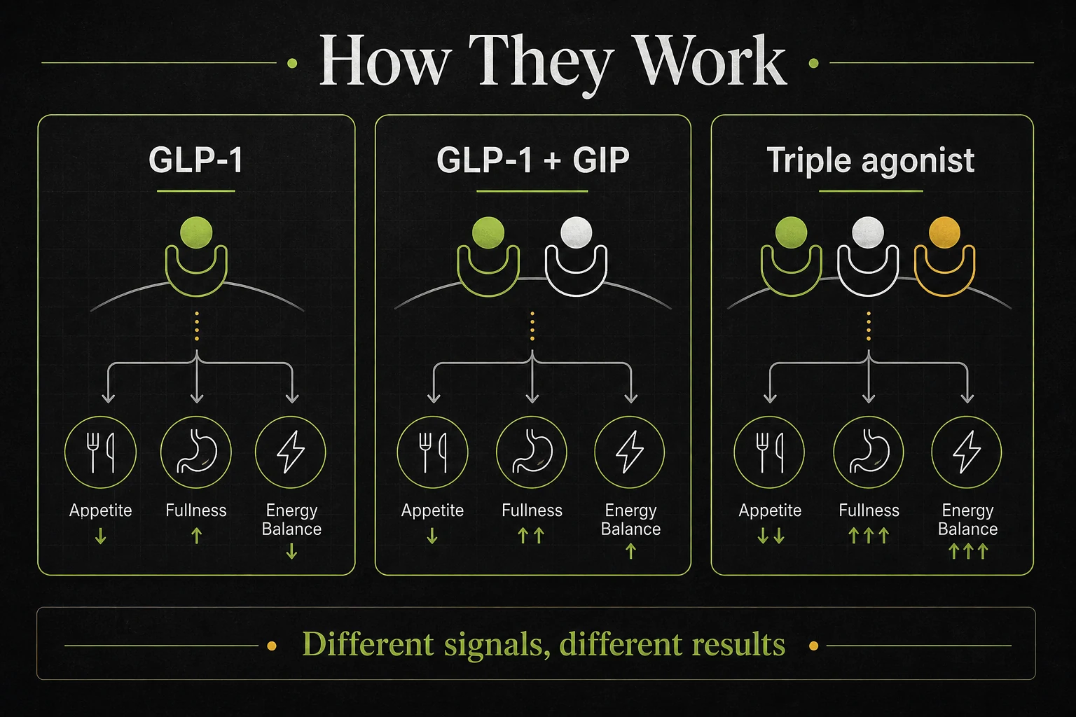 Mechanism graphic showing GLP-1, GLP-1 plus GIP, and triple agonist weight-loss injection pathways